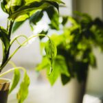 Planten voor een fijner thuis